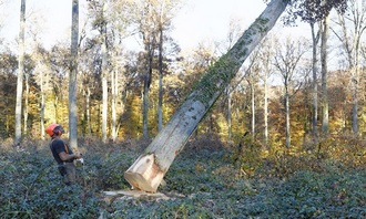 Abattage d'un arbre