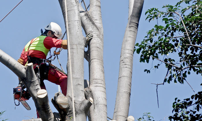 Élagage abattage d'un arbre