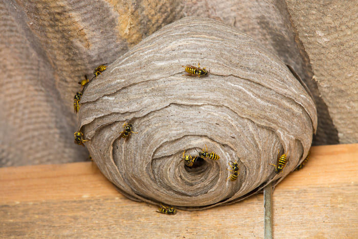 Destruction d'un nid de guêpes