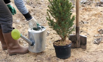 Plantation d'arbre